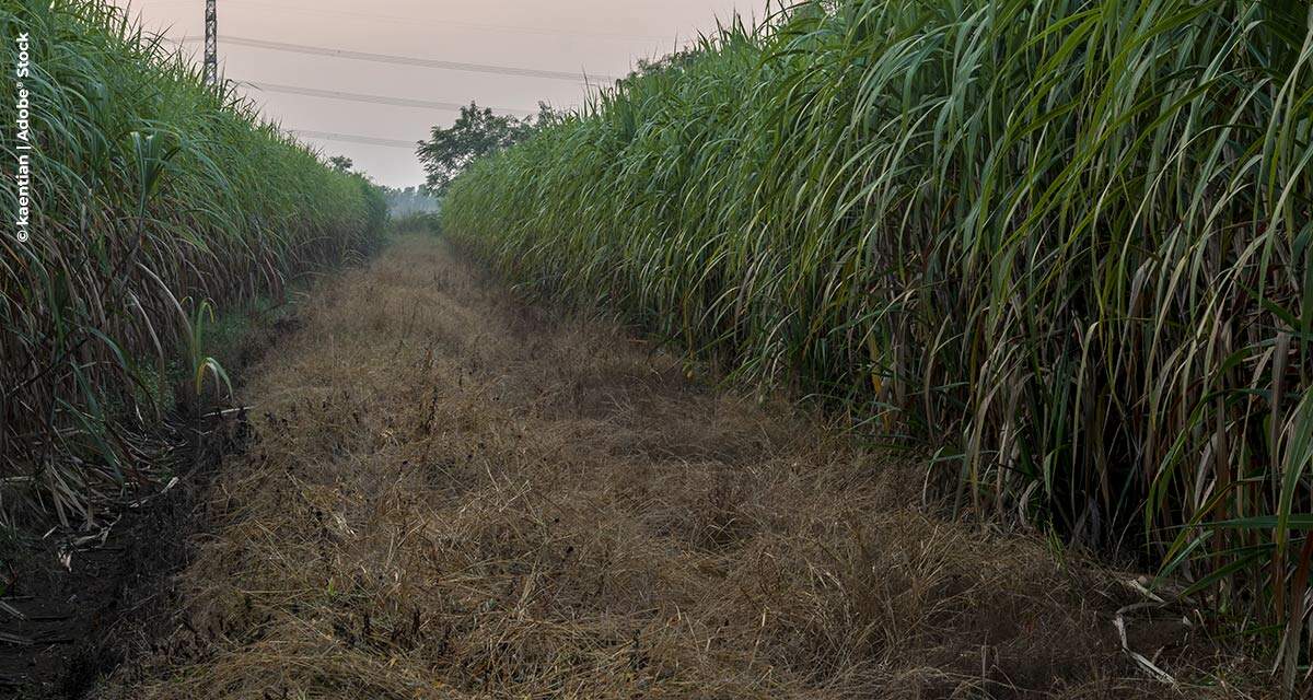 Entenda a importância do manejo de daninhas na cana durante a soca seca