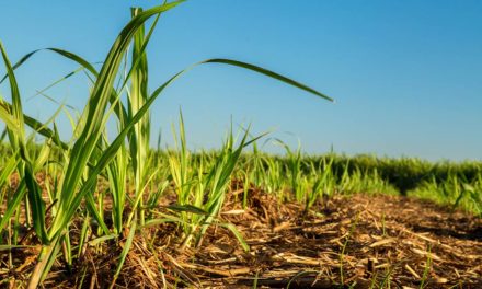 Melhora no enraizamento é percebida após uso de fertilizante inovador