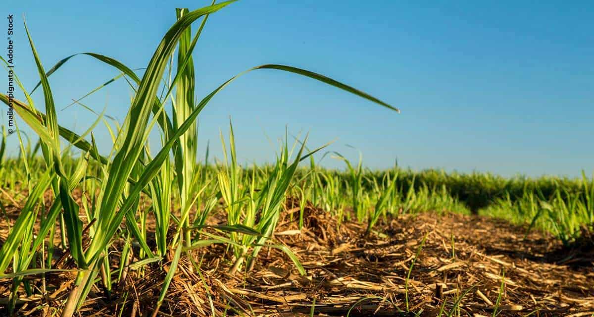 Melhora no enraizamento é percebida após uso de fertilizante inovador