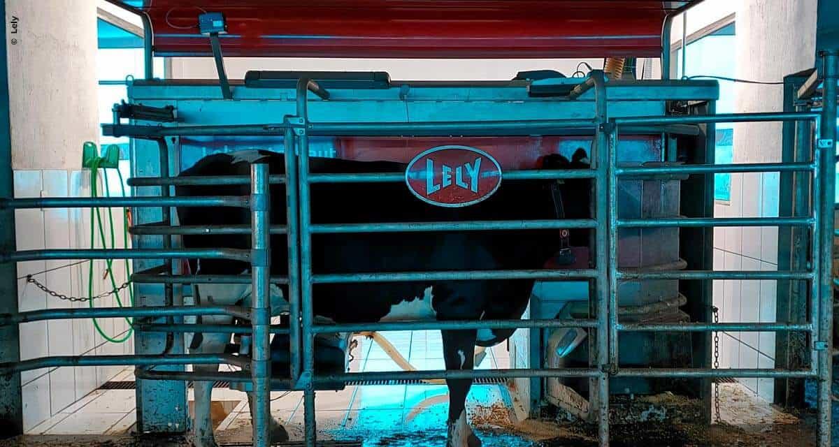 Fazenda em Minas Gerais conta com a tecnologia da ordenha robotizada para se adequar à produção de leite A2