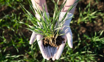 Mosaic Fertilizantes e Embrapa capacitam profissionais da assistência técnica rural para utilização de fertilizantes em pastagens