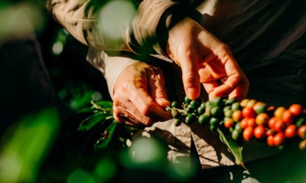 Nespresso comemora 15 anos de ações sustentáveis com produtores e produtoras no Brasil