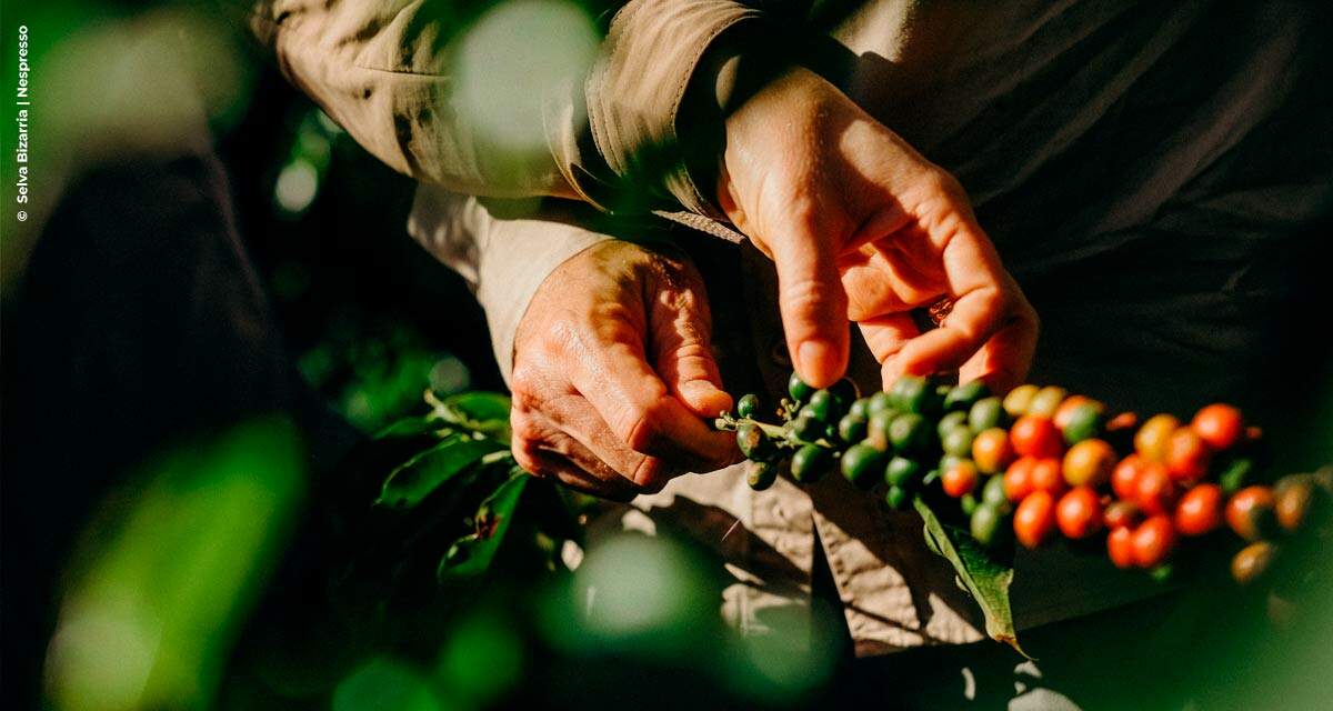 Nespresso comemora 15 anos de ações sustentáveis com produtores e produtoras no Brasil