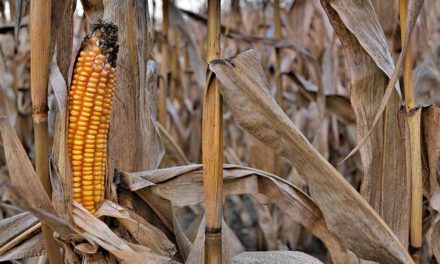 Como erros na fase de plantio geram perdas de produtividade