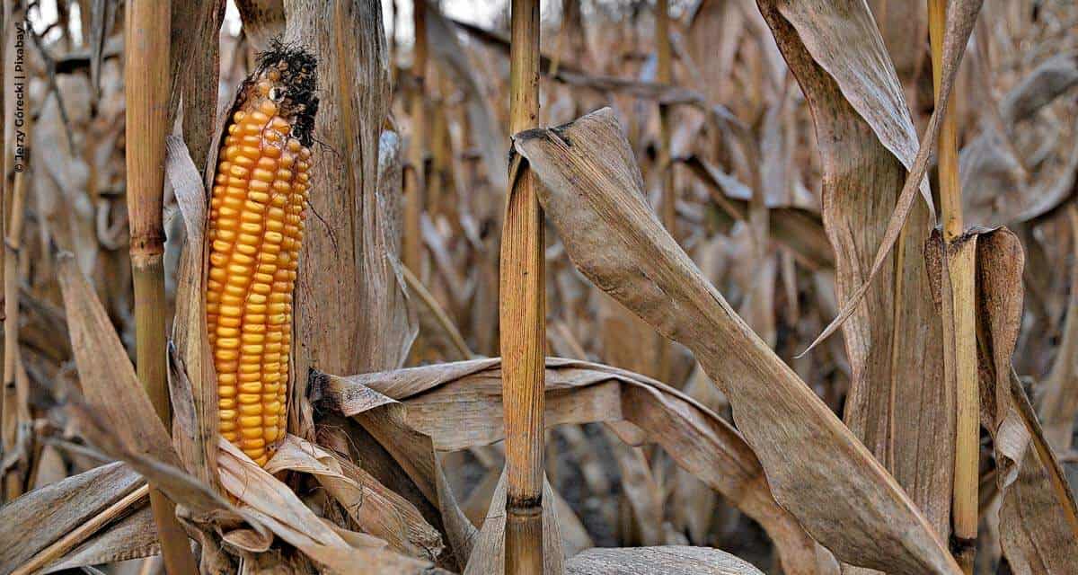 Como erros na fase de plantio geram perdas de produtividade