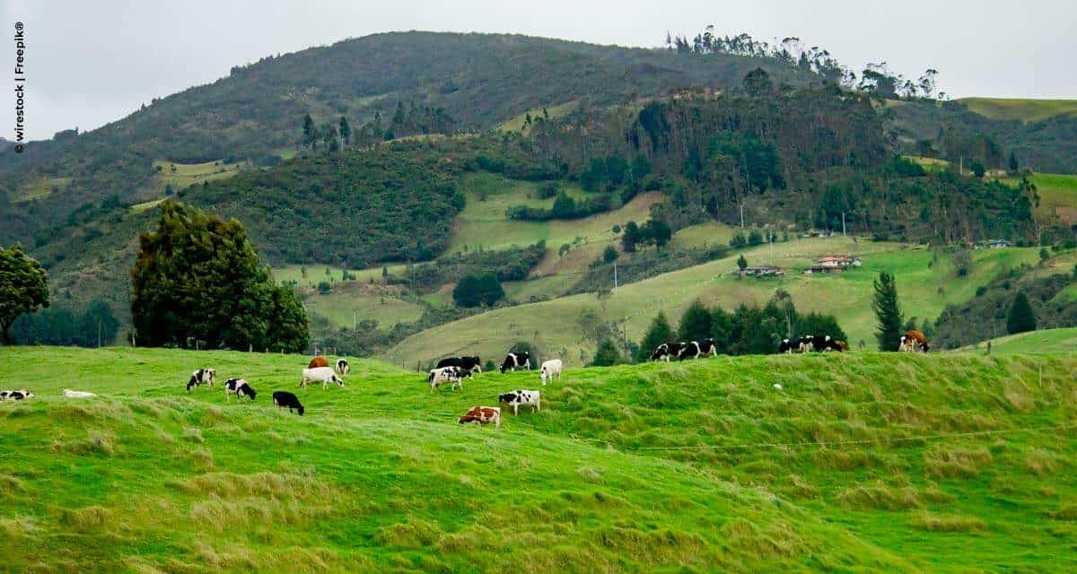 DSM faz retrospectiva da pecuária de corte e leite e anuncia projeções para 2021