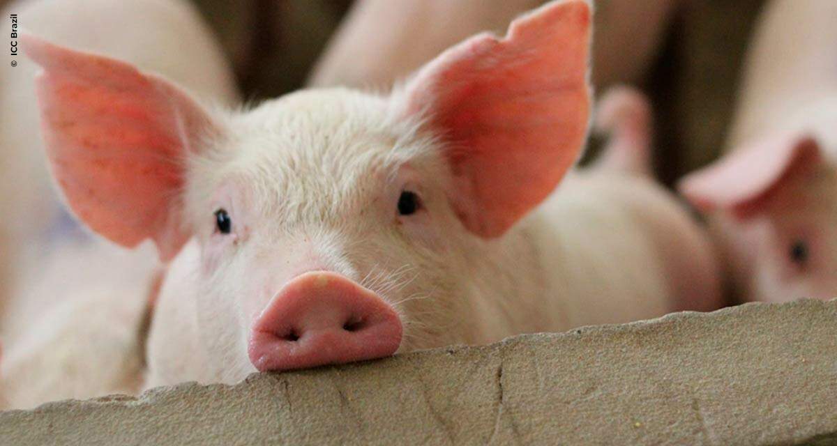 Biosseguridade e cuidados com o manejo animal podem prevenir pandemias futuras