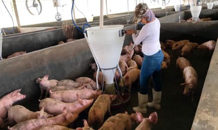 Novas gerações despertam em indústrias alimentícias urgência de olhar para bem-estar animal