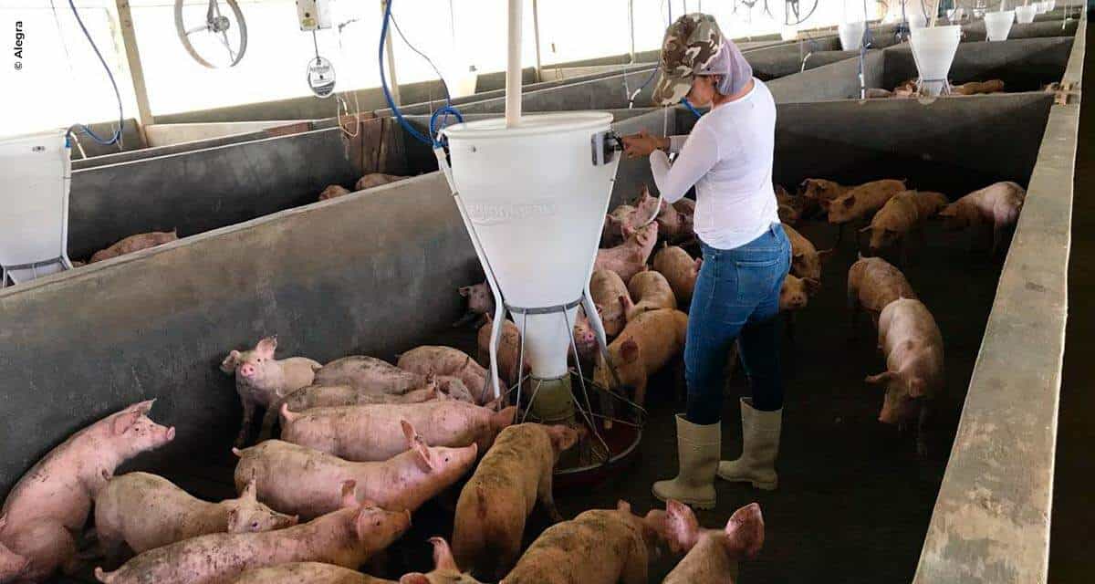 Novas gerações despertam em indústrias alimentícias urgência de olhar para bem-estar animal