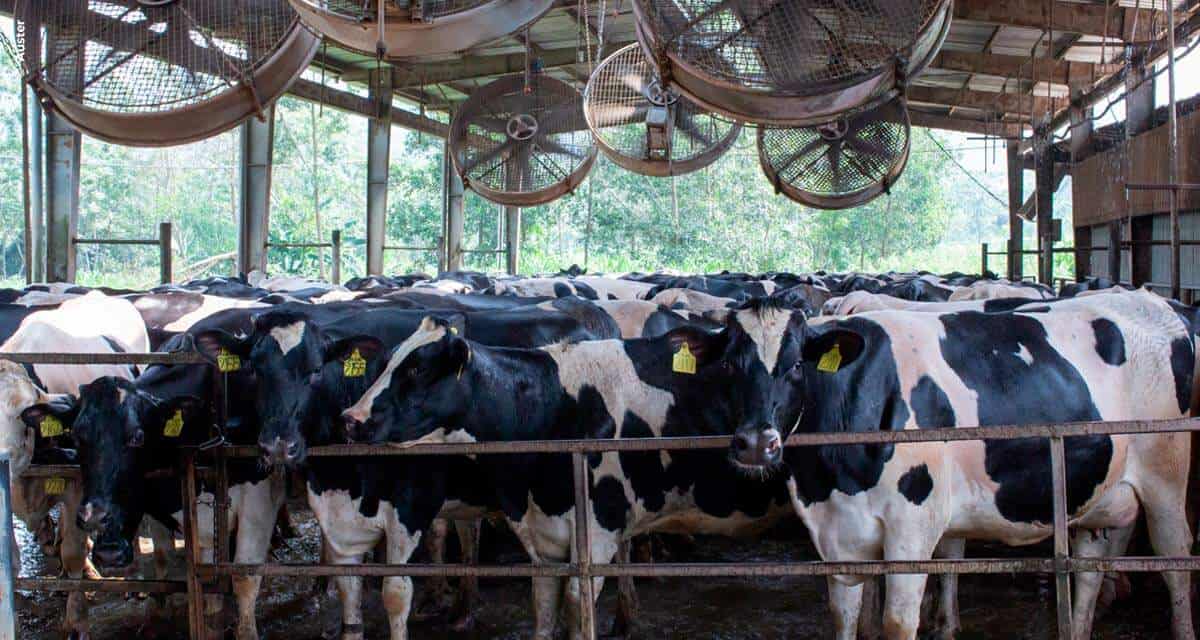 No verão, aumentam os casos de estresse térmico, que comprometem a produção de leite