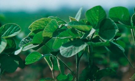 Programa de pré-certificação de soja INTACTA da Bayer oferece benefícios e facilidades aos produtores rurais