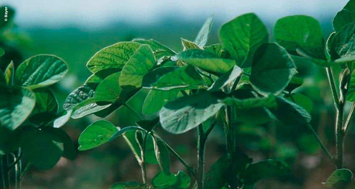 Programa de pré-certificação de soja INTACTA da Bayer oferece benefícios e facilidades aos produtores rurais