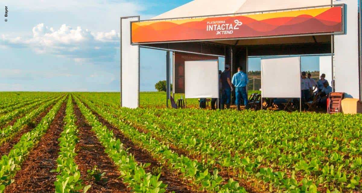 Agroeste apresenta variedades de soja com tecnologia Intacta 2 Xtend®