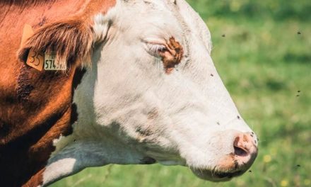 Altas temperaturas exigem combate às infestações de moscas nos rebanhos