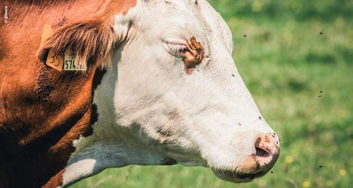 Altas temperaturas exigem combate às infestações de moscas nos rebanhos