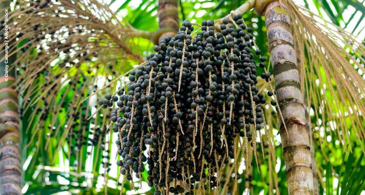 Pesquisa encomendada pelo FSC revela potencial da castanha e do açaí