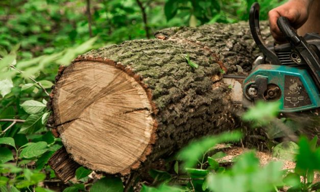 Certificações de pequenos produtores de madeira aumentam mais de seis vezes em 10 anos