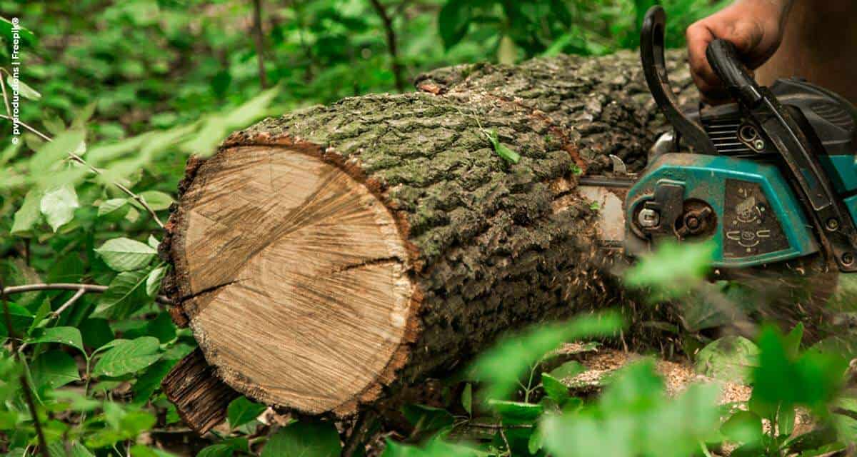 Certificações de pequenos produtores de madeira aumentam mais de seis vezes em 10 anos