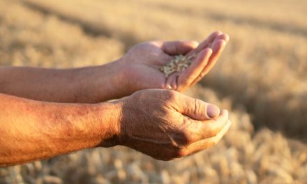 Falta de chuva no Sul reduz a estimativa de produção de grãos