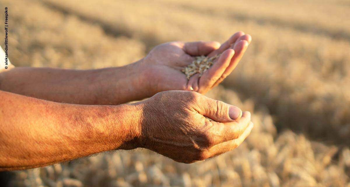 Falta de chuva no Sul reduz a estimativa de produção de grãos