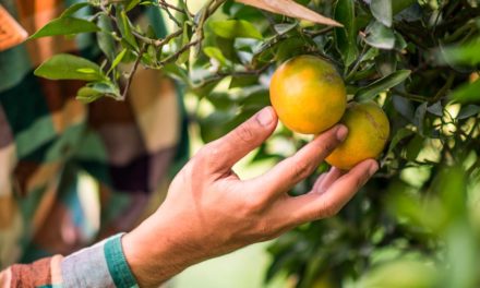 Citricultor tem até 15 de janeiro para informar as inspeções do cancro e greening realizadas no pomar