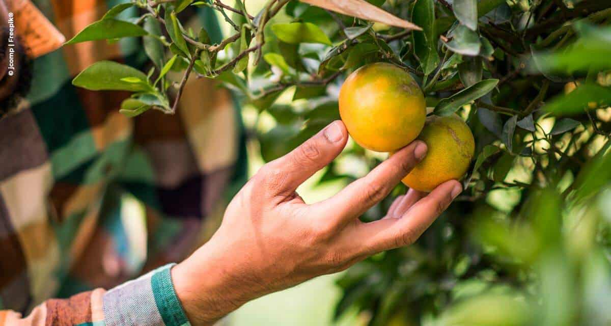 Citricultor tem até 15 de janeiro para informar as inspeções do cancro e greening realizadas no pomar