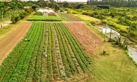 Mercado de produtos orgânicos: 2021 permanece aquecido