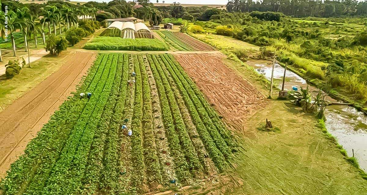 Mercado de produtos orgânicos: 2021 permanece aquecido