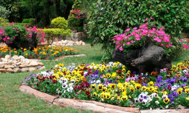 Cultivar flores comestíveis em casa une beleza, gastronomia e “plantoterapia”