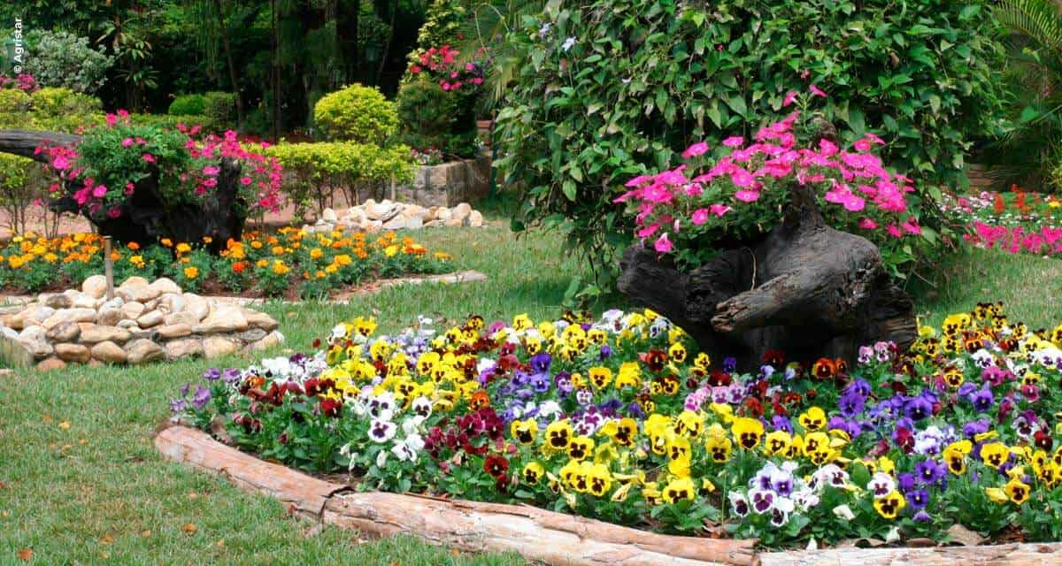 Cultivar flores comestíveis em casa une beleza, gastronomia e “plantoterapia”