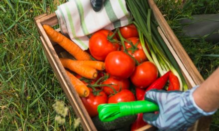 Fertilizantes com aminoácidos otimizam o período de produção