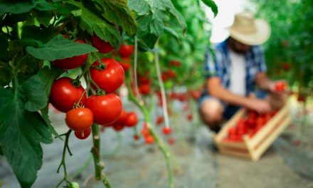 Ajinomoto® Fertilizantes: 7 motivos para usar aminoácidos no manejo da cultura de tomate