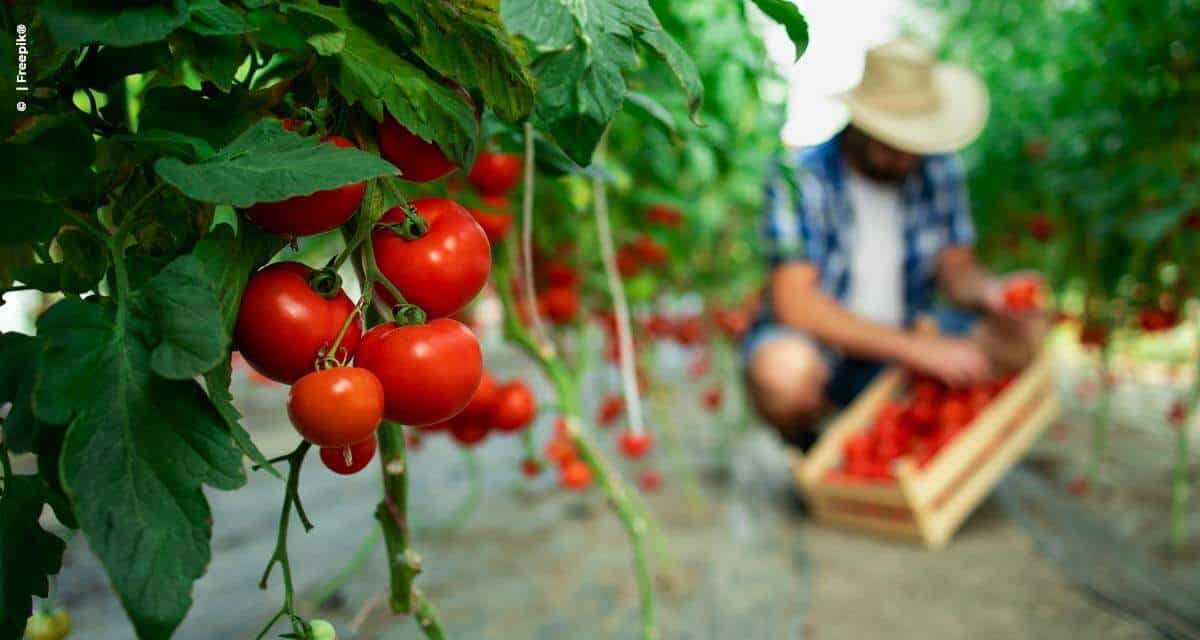 Ajinomoto® Fertilizantes: 7 motivos para usar aminoácidos no manejo da cultura de tomate