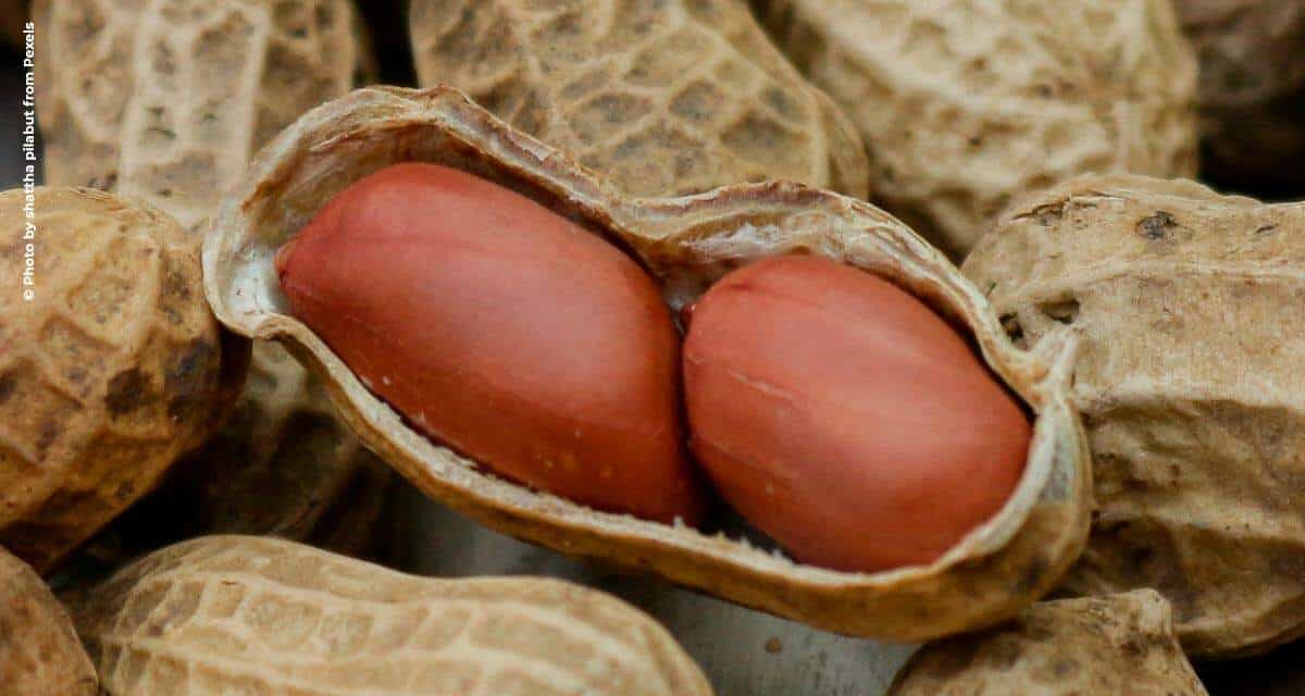 Programa Pró-Amendoim celebra 20 anos de atuação no mercado brasileiro