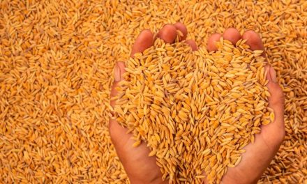 Mais de 20 mil toneladas de cascas de arroz viraram energia em 2020