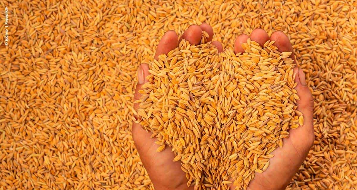 Mais de 20 mil toneladas de cascas de arroz viraram energia em 2020