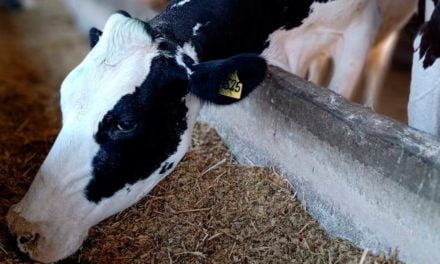 Nutrição no período seco exige atenção especial para suprir as exigências das vacas leiteiras
