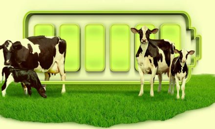 DRENCH UP, o novo suplemento nutricional da Auster para pós-parto seguro das vacas leiteiras