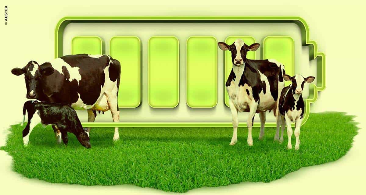 DRENCH UP, o novo suplemento nutricional da Auster para pós-parto seguro das vacas leiteiras