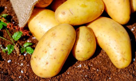 Yara apresenta novidades sobre o cultivo  e a comercialização da batata em evento online