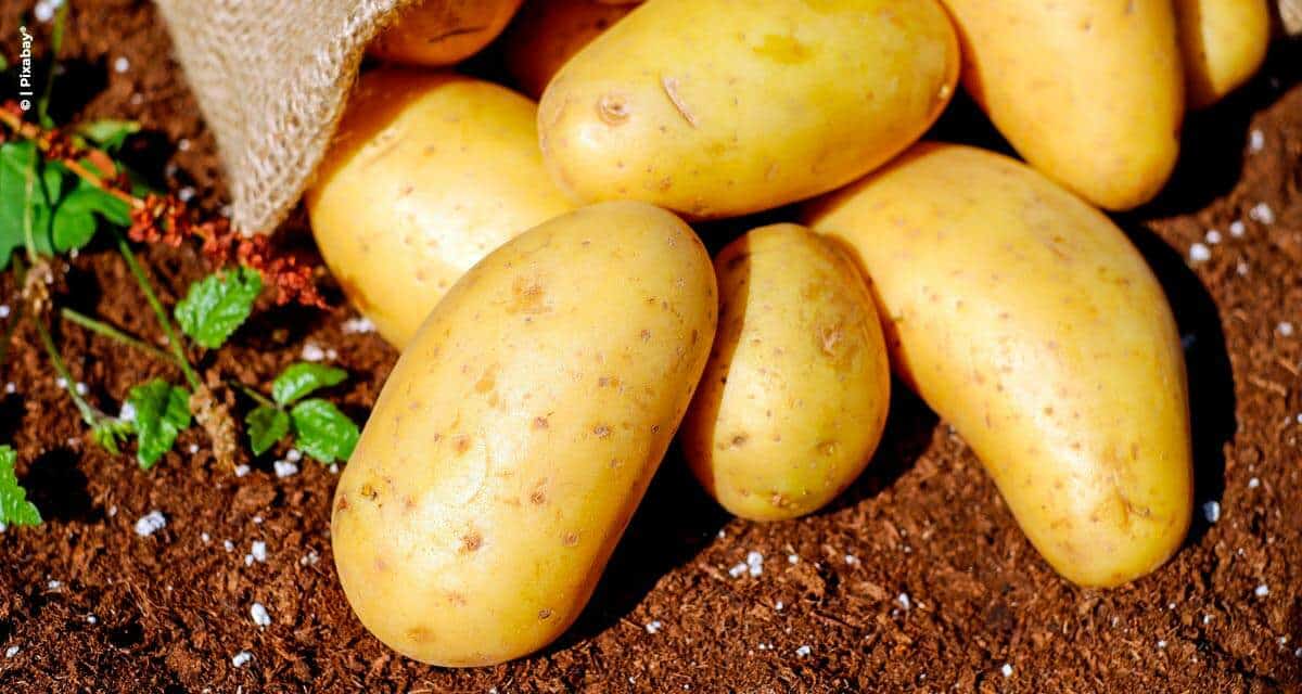 Yara apresenta novidades sobre o cultivo  e a comercialização da batata em evento online