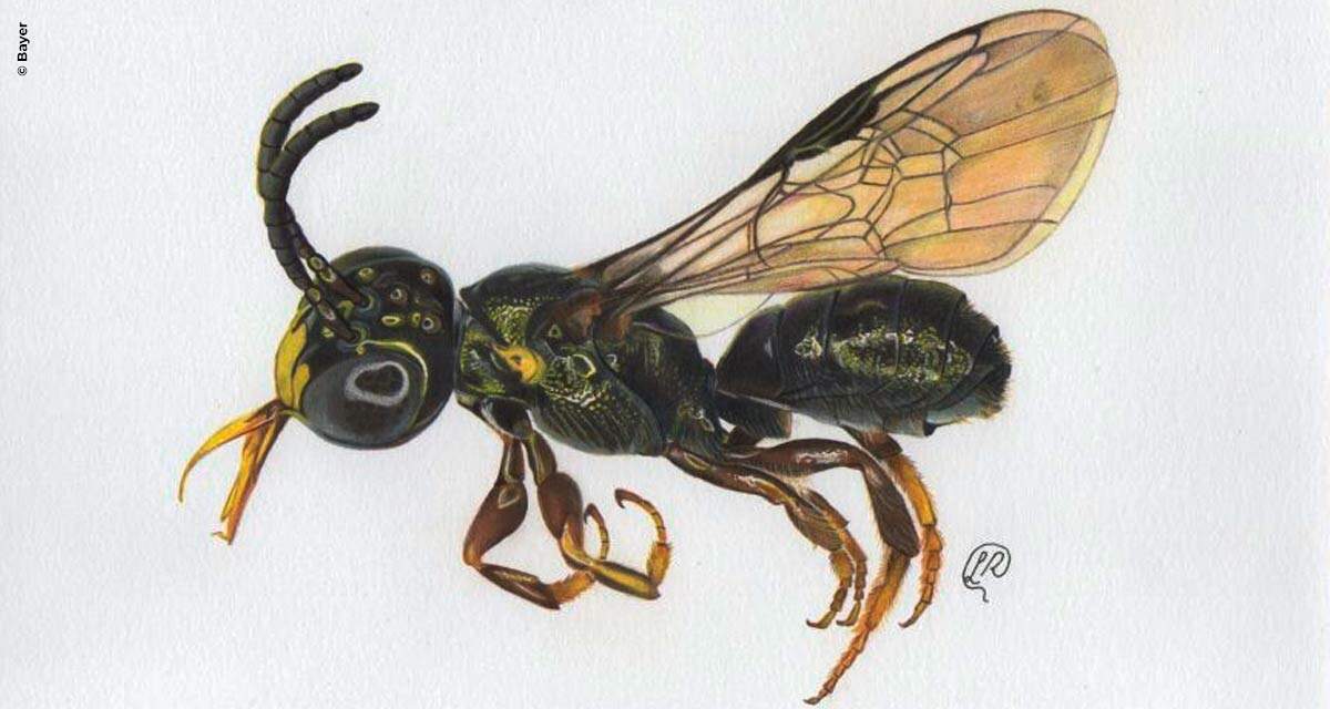 Nova espécie de abelha é descoberta em fazenda modelo de Goiás