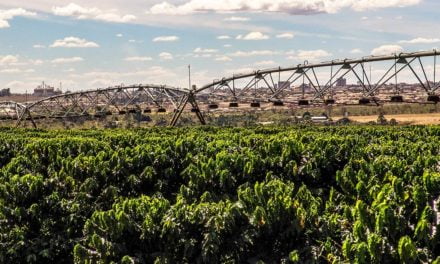 Com projeto de irrigação, cafeicultor aumenta produtividade em 28%