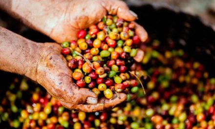 Conab projeta redução da produção de café