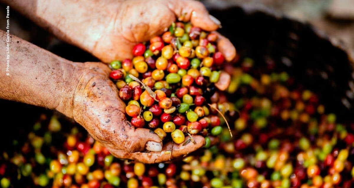 Conab projeta redução da produção de café