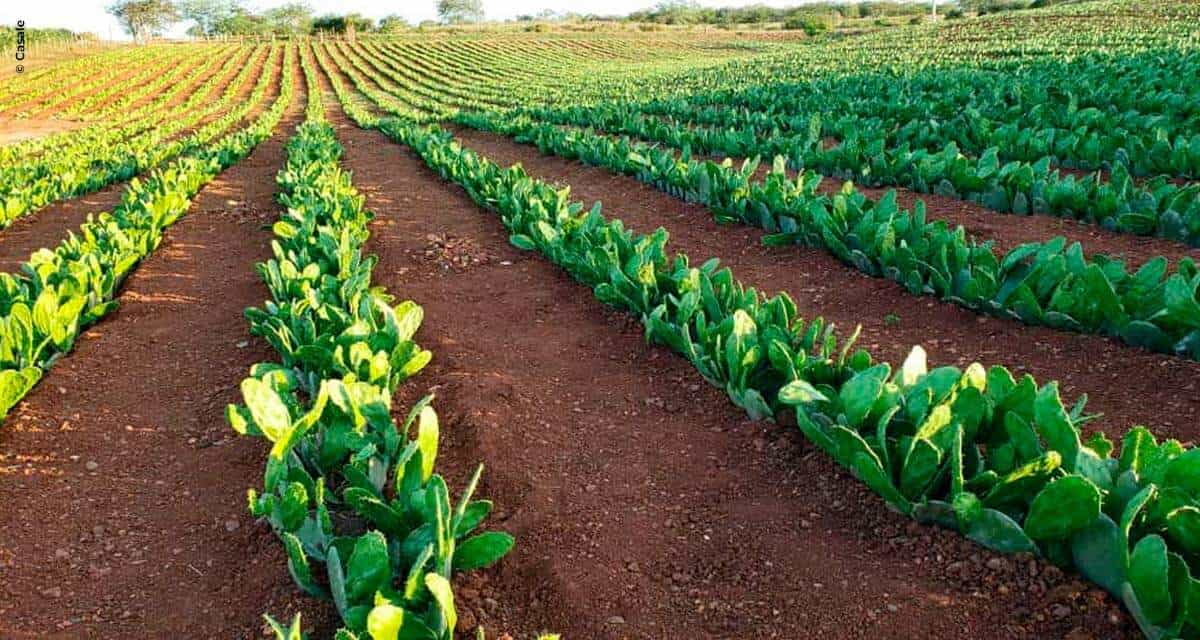 Parceria entre Casale, USP e EMBRAPII promete transformar a pecuária do nordeste brasileiro