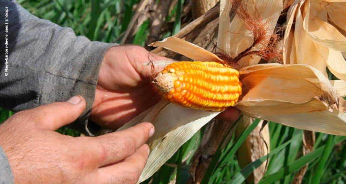 Retorno econômico do milho safrinha 2021, em Mato Grosso do Sul