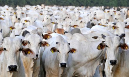 Maior rastreabilidade dos fornecedores indiretos na pecuária contribui para atender às exigências do mercado europeu