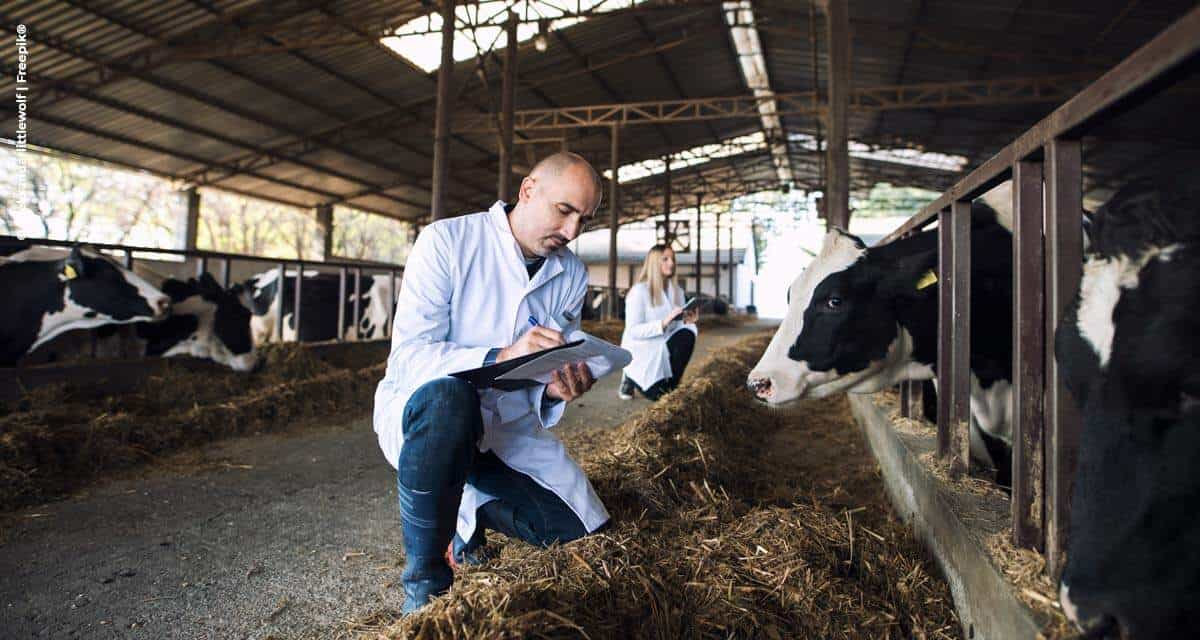 Dar visibilidade aos fornecedores indiretos nos mecanismos de rastreabilidade da pecuária aumenta as chances de investimentos no setor