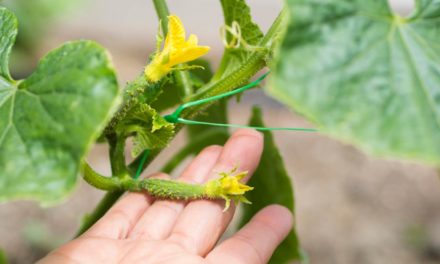 Coronavírus evidencia a urgência de uma produção agrícola mais sustentável, aponta o BCG